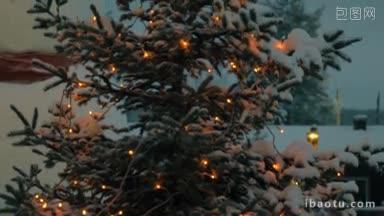 倾斜拍摄的雪松与圣诞灯在户外的夜晚